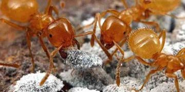 Loài kiến lửa này sống thành bầy, ăn con kiến chúa đẻ trứng