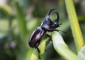 Nguồn dinh dưỡng của loài bọ này