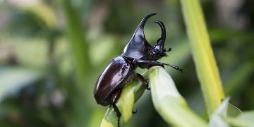 Nguồn dinh dưỡng của loài bọ này