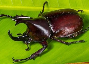 Giới thiệu về bọ hung