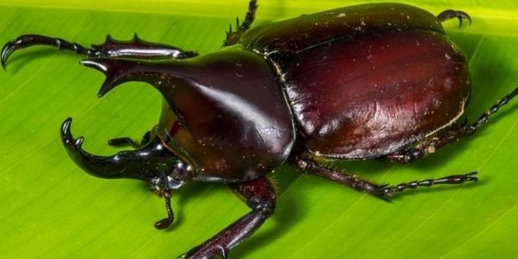 Giới thiệu về bọ hung