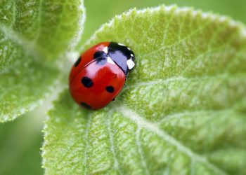 Nguồn gốc loài bọ rùa