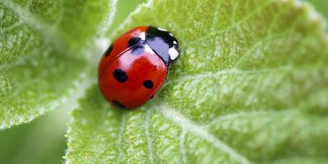 Nguồn gốc loài bọ rùa