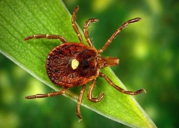 Hình ảnh bọ ve thường gặp