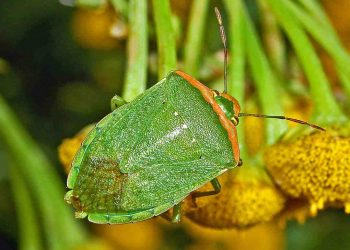 Bọ xít loài vật phát triển phổ biến ở nước ta