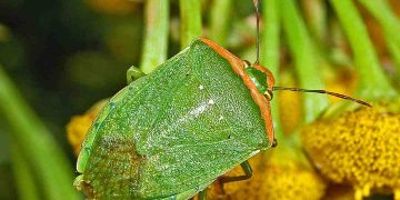 Bọ xít loài vật phát triển phổ biến ở nước ta