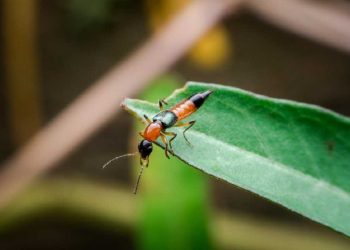 Kiến ba khoang: Hiền lành nhưng cơ thể chứa chất độc!