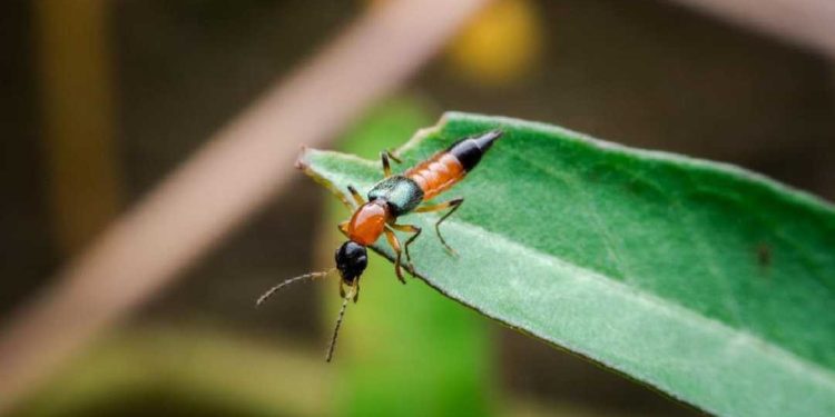 Kiến ba khoang: Hiền lành nhưng cơ thể chứa chất độc!