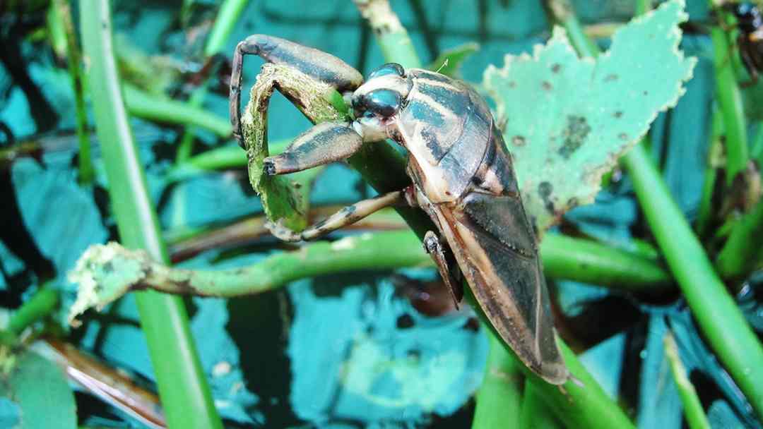 Hình thái con cà cuống