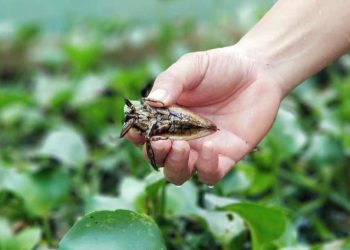 Loài côn trùng được dùng để làm thuốc