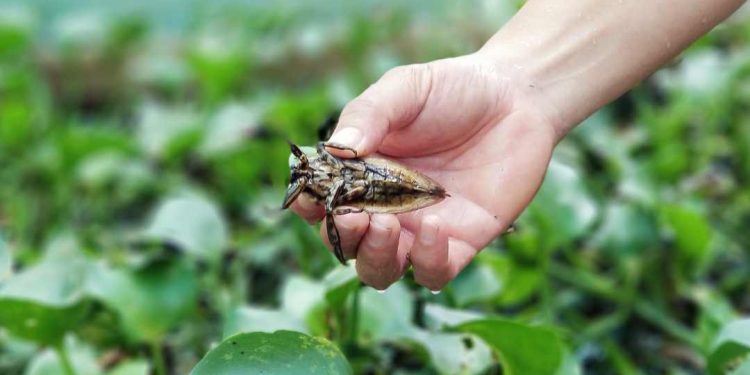 Loài côn trùng được dùng để làm thuốc