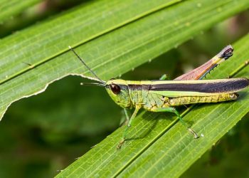 Châu chấu nhảy rất nhanh nhờ đôi chân sau chắc khỏe