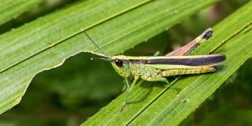 Châu chấu nhảy rất nhanh nhờ đôi chân sau chắc khỏe