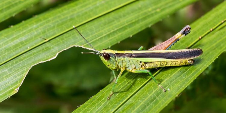Châu chấu nhảy rất nhanh nhờ đôi chân sau chắc khỏe