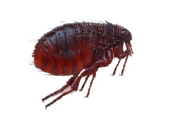 Con rận- Loài vật ký sinh đáng ghét trên vật nuôi