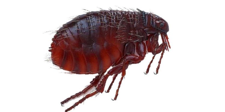 Con rận- Loài vật ký sinh đáng ghét trên vật nuôi