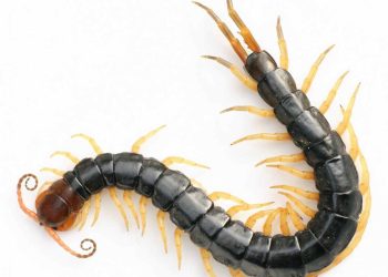 Con rết là loài động vật không xương thuộc họ côn trùng nguy hiểm 