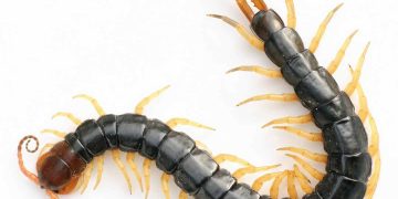 Con rết là loài động vật không xương thuộc họ côn trùng nguy hiểm 