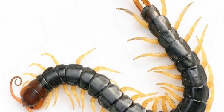 Con rết là loài động vật không xương thuộc họ côn trùng nguy hiểm