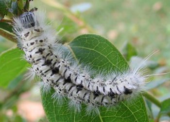 Sự đa dạng của các con sâu có trong thiên nhiên