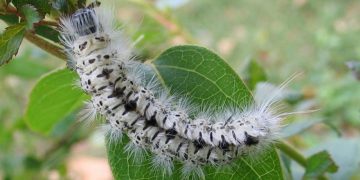 Sự đa dạng của các con sâu có trong thiên nhiên