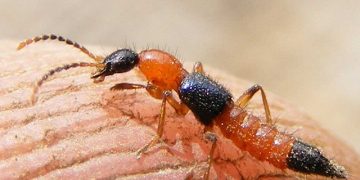 Cách xử lí khi thấy kiến ba khoang trong nhà