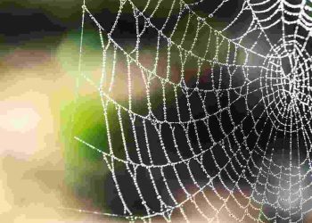Mạng nhện xuất hiện bất cứ đâu từ nhà đến cành cây, bụi hoa,...