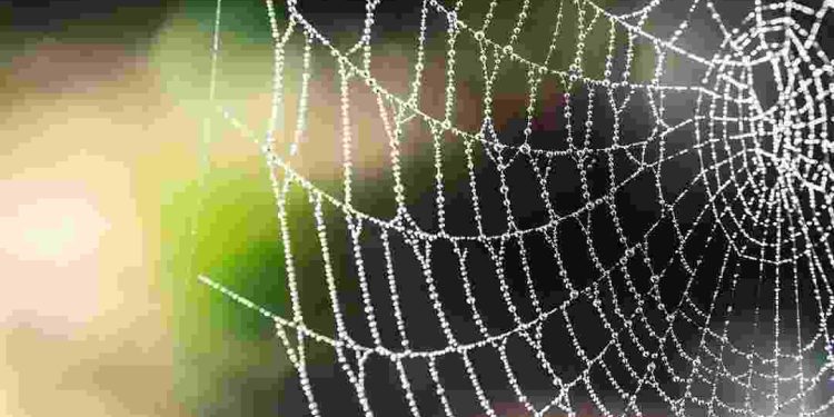 Mạng nhện xuất hiện bất cứ đâu từ nhà đến cành cây, bụi hoa,...