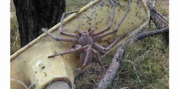 Loài động vật nguy hiểm, gây ám ảnh