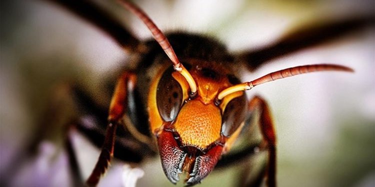 Loài ong độc nguy hiểm có thể gây chết người