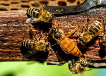 Mỗi tổ ong đều có ong chúa đầu đàn