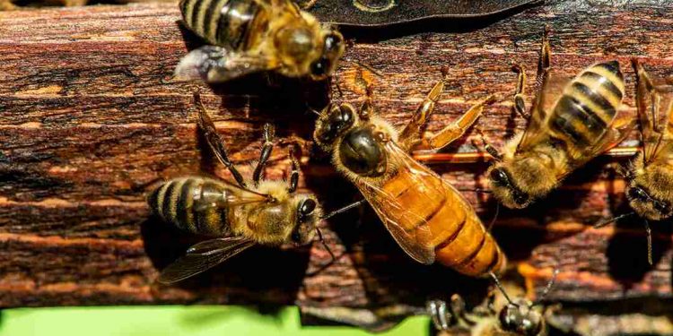 Mỗi tổ ong đều có ong chúa đầu đàn