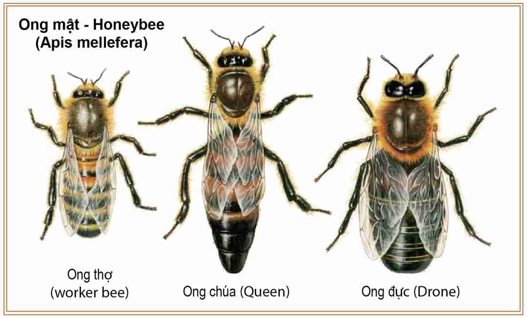 Ong chúa có thể tẩy não những con ong thợ phục vụ cho mình