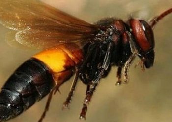 Hình dáng ong vò vẽ như thế nào?