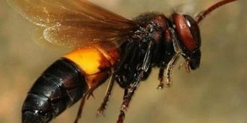 Hình dáng ong vò vẽ như thế nào?