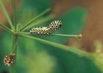Loài sâu gây hại cho cây trồng và mùa màng