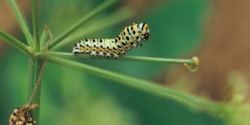 Loài sâu gây hại cho cây trồng và mùa màng