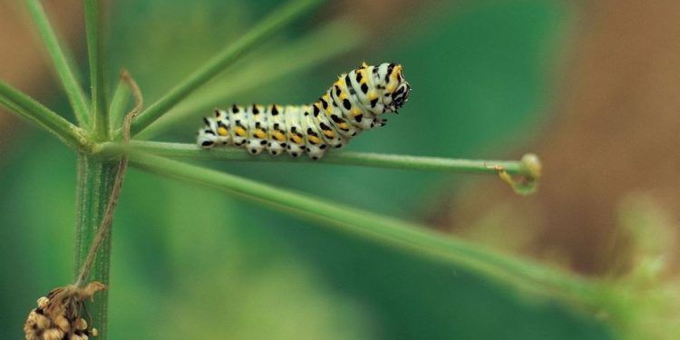 Loài sâu gây hại cho cây trồng và mùa màng