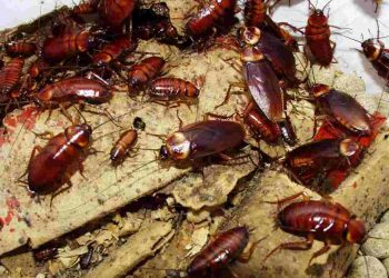 Khái niệm thuốc diệt gián