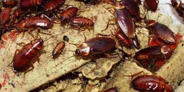 Khái niệm thuốc diệt gián