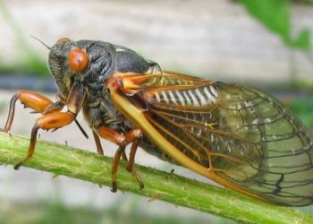 Loài côn trùng quen thuộc gắn liền với mùa hè