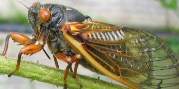 Loài côn trùng quen thuộc gắn liền với mùa hè