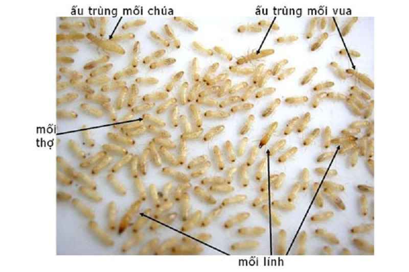 Giai đoạn ấu trùng mối