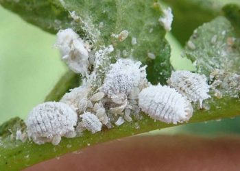 Bệnh Rệp Sáp Là Gì?