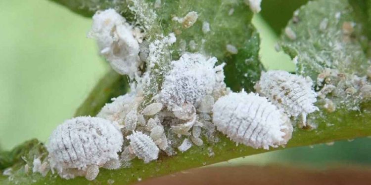 Bệnh Rệp Sáp Là Gì?