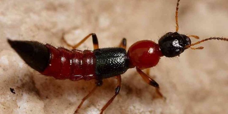 Đặc điểm của kiến ba khoang