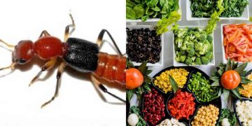 Kiêng ăn gì khi bị kiến ba khoang đốt