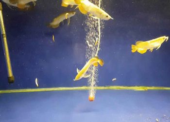 Một số lưu ý khi cho cá cảnh săn sâu gạo