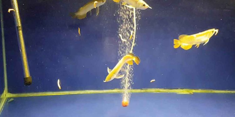 Một số lưu ý khi cho cá cảnh săn sâu gạo