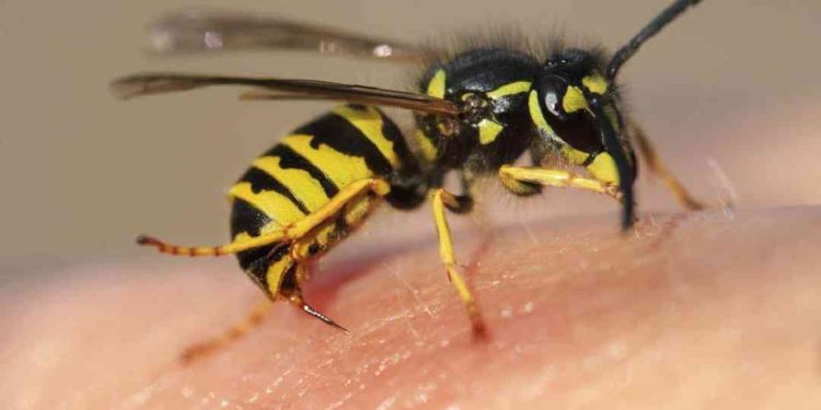 Những nguy cơ có thể gặp phải khi bị ong đốt